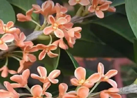 生长环境|桂花生长环境条件及特点