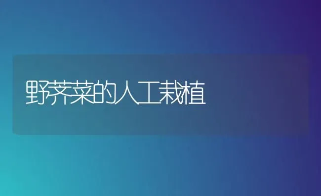 野荠菜的人工栽植 | 蔬菜种植