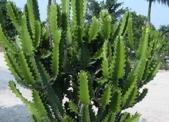 花期|龙骨多久开花一次