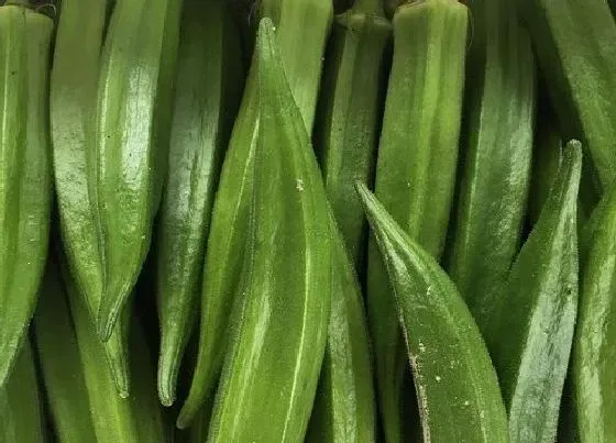 果实科普|秋葵多久开花结果