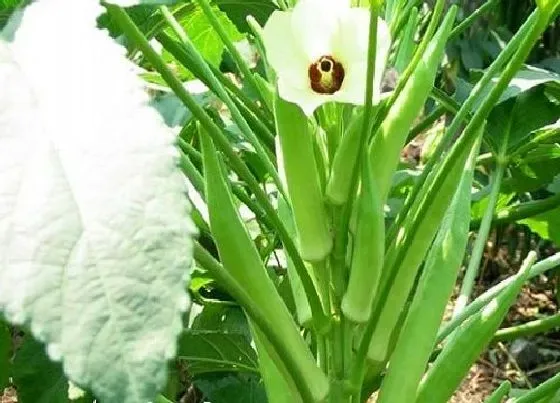果实科普|秋葵多久开花结果