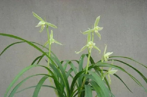 植物浇水|兰草花浇什么水好