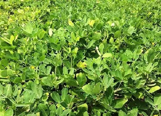 植物种类|花生是双子叶植物吗