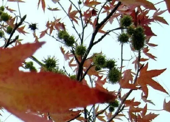 种植土壤|枫树配土方法与种植土壤