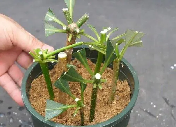 植物扦插|发财树的扦插方法 怎么扦插繁殖可以发根
