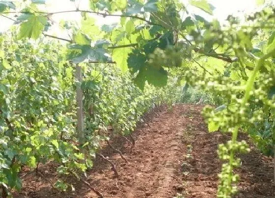 植物排行|葡萄树苗什么品种最好