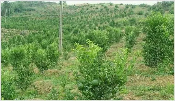 柑橘幼树如何定植?柑橘幼树的定植管理技巧介绍 | 农业科普