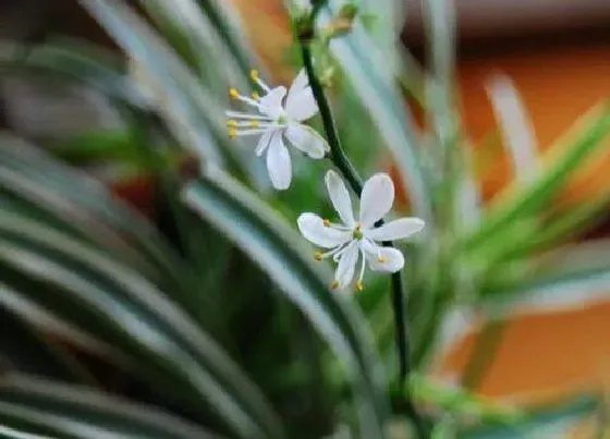 植物招财|属牛养什么植物旺财运