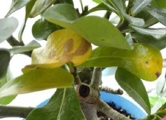 植物病害|玫瑰花黄叶病的原因及治疗处理方法