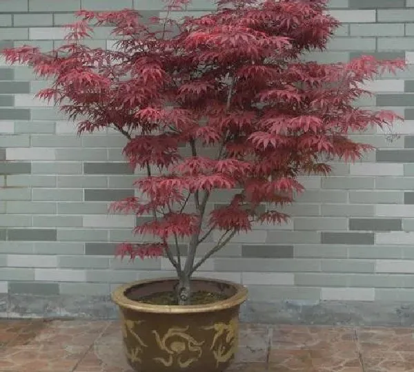 植物移栽|红枫树用深盆还是浅盆好 适合用多深的盆养殖