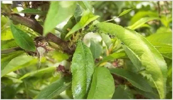 桃树蚜虫防治技巧 怎么去根治 | 种植病虫害