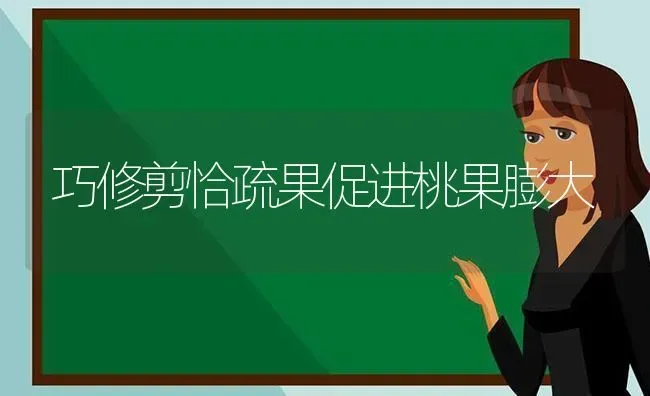 巧修剪恰疏果促进桃果膨大 | 瓜果种植