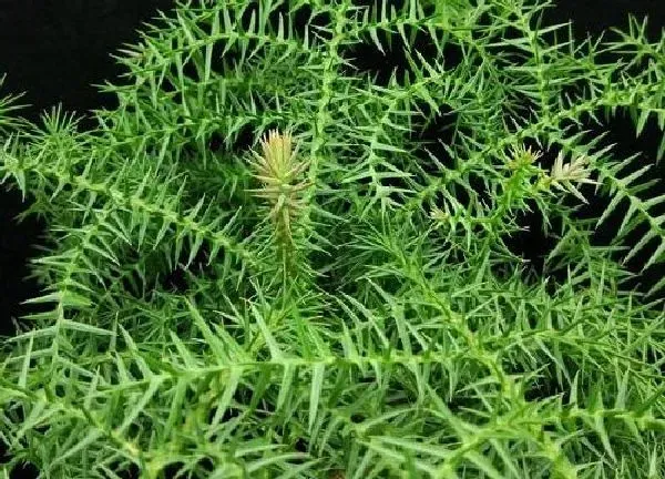 植物浇水|南洋杉多久浇一次水