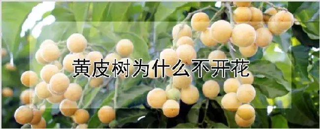 黄皮树为什么不开花 | 耕种资料