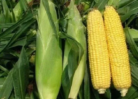 种植方法|甜玉米种植时间和方法