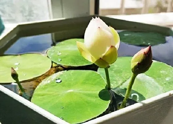 植物施肥|碗莲追肥用什么肥料好