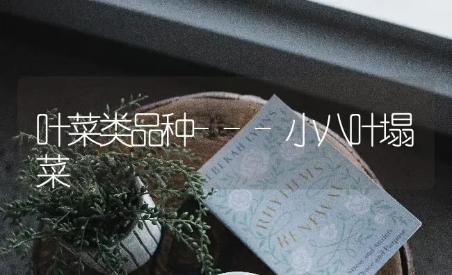 叶菜类品种---小八叶塌菜 | 蔬菜种植