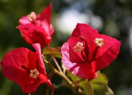 开花时间|三角梅四季开花吗 在什么季节开花