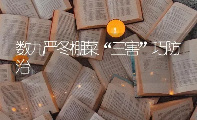 数九严冬棚菜“三害”巧防治 | 蔬菜种植