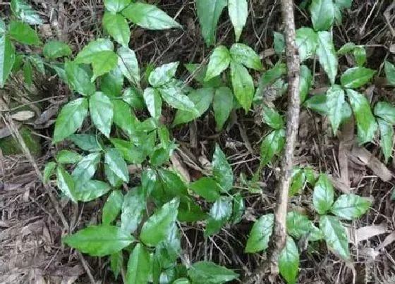 植物百科|三叶青生长在什么地方