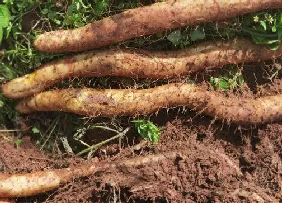 种植管理|山药什么季节种植合适