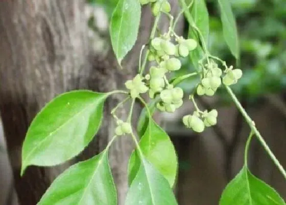 植物百科|白杜树值钱吗