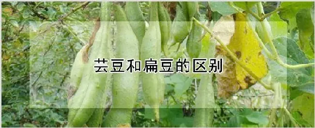 芸豆和扁豆的区别 | 自然知识