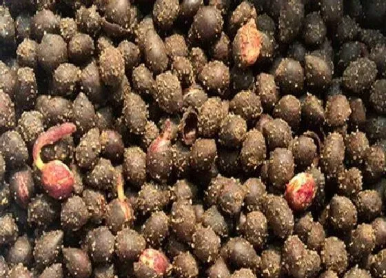 种子|红豆杉种子能吃吗