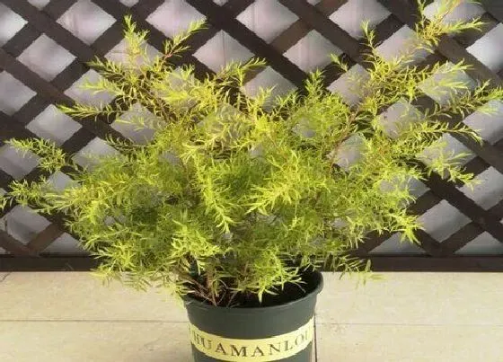 种植位置|家里可以种柳树吗