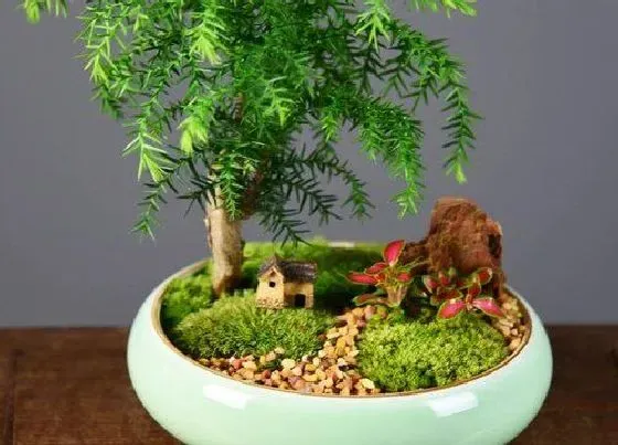 植物修剪|澳洲杉盆景怎么修剪方法