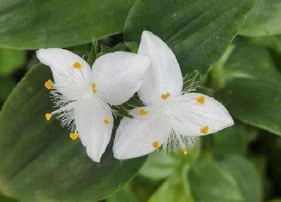 植物修剪|白花紫露草怎么修剪方法