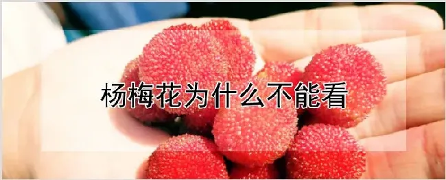杨梅花为什么不能看 | 农业技术