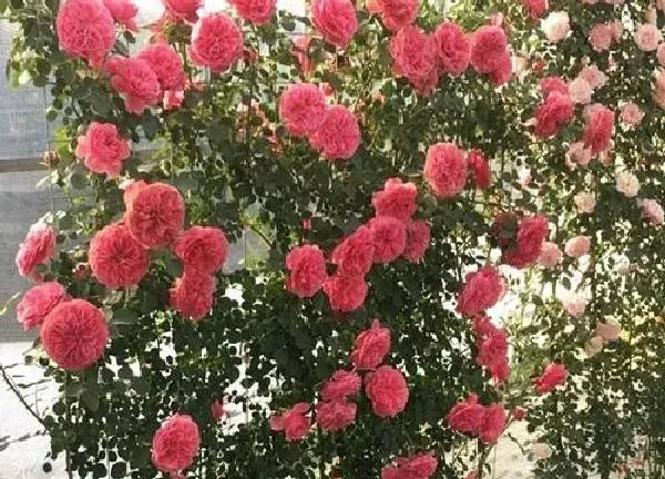 植物浇水|蔷薇多久浇一次水