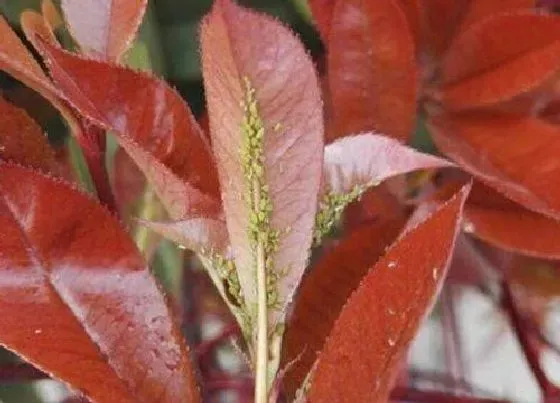 植物百科|红叶花卉有哪些品种