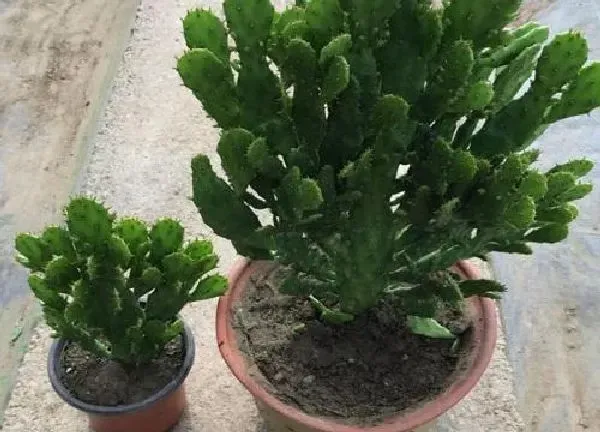 植物浇水|千手观音多久浇一次水