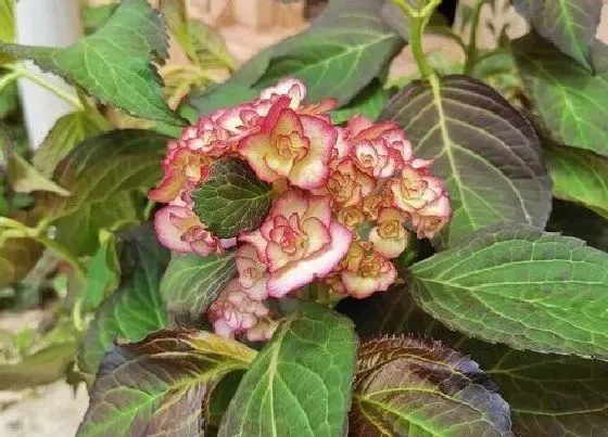 冬天植物|绣球花能在室外过冬吗 室外绣球花冬天能越冬吗