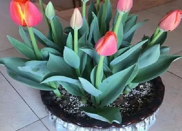 植物发芽|郁金香不发芽怎么办