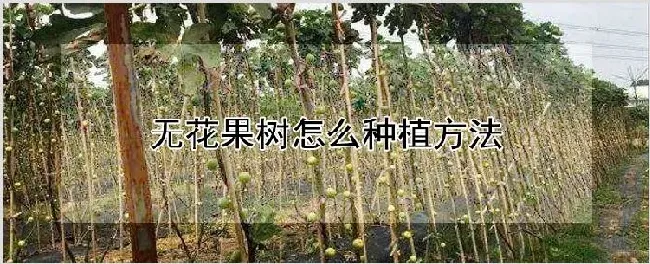 无花果树怎么种植方法 | 种植资料