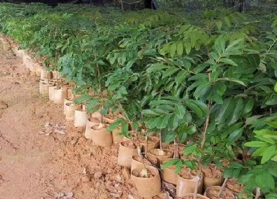 植物种类|龙眼叶是什么树 长什么样子