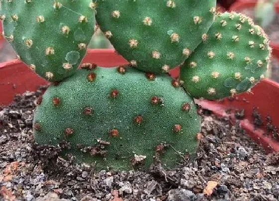 植物百科|好种的花卉有哪些