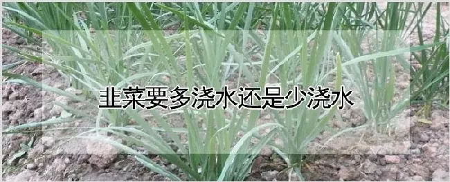 韭菜要多浇水还是少浇水 | 养殖技术