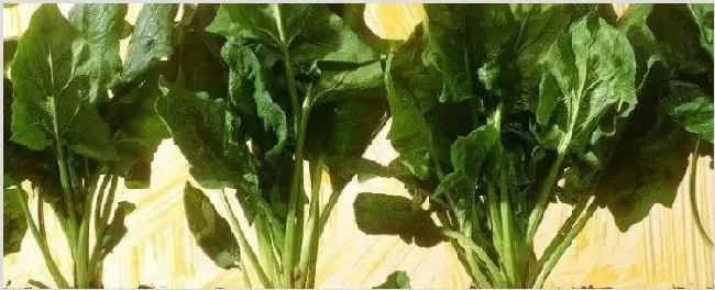 菠菜种子播种前要泡吗 | 种植技术
