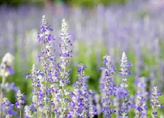 花语|什么花代表欢迎回家