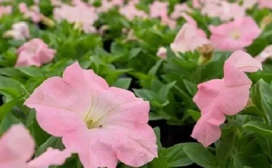 植物育苗|矮牵牛怎么缓苗 缓苗时间与方法