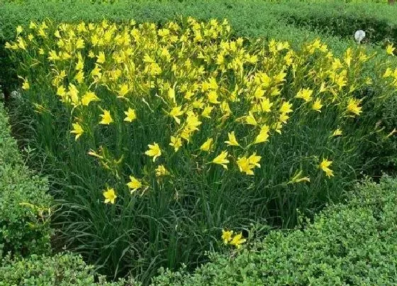 食用科普|黄花菜可以生吃吗