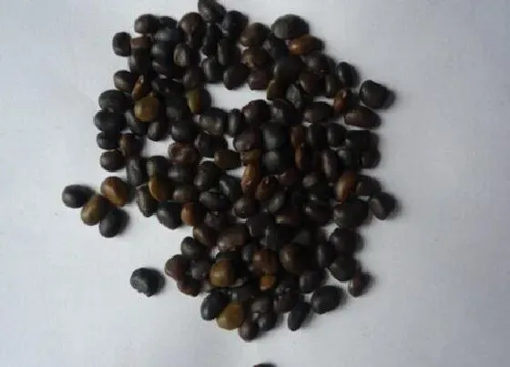 食用须知|槐树种子怎么吃最好