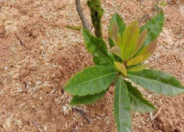 植物发芽|杨梅子怎么发芽快