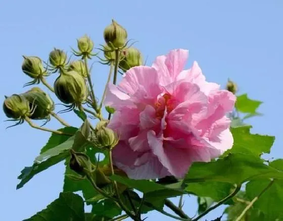 叶蔫|芙蓉花叶子蔫了怎么办 打蔫原因及补救方法