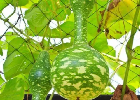 果实科普|葫芦什么时候开花结果