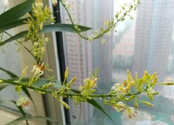 植物百科|龙须会开花吗 龙须树开花样子